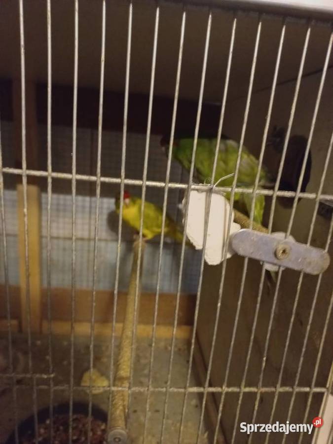 Papugi modrolotki Zwierzęta małopolskie Stanisław Górny