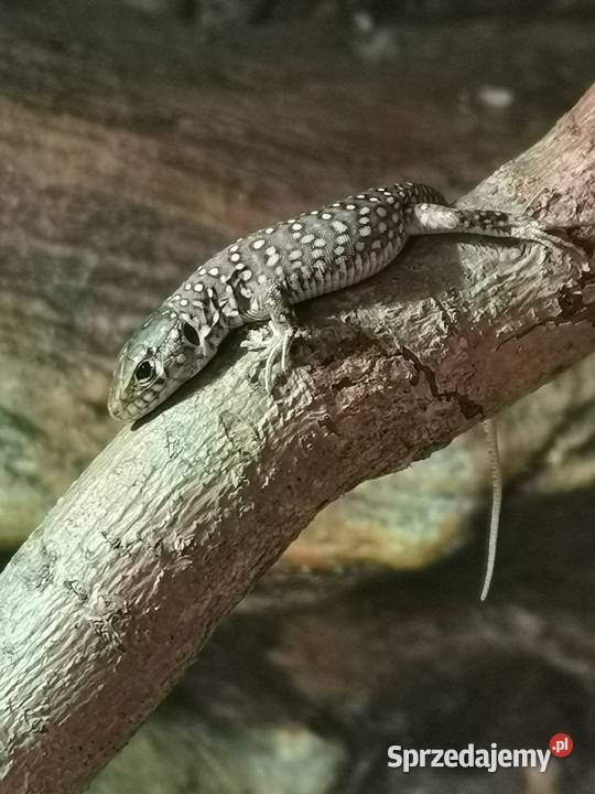 Jaszczurka perłowa Timon lepidus młode osobniki Kłodzko