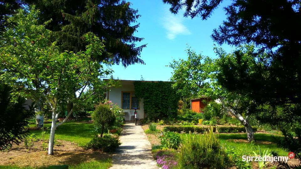 Działka ROD Poznań Darzynka prąd woda drzewka wielkopolskie