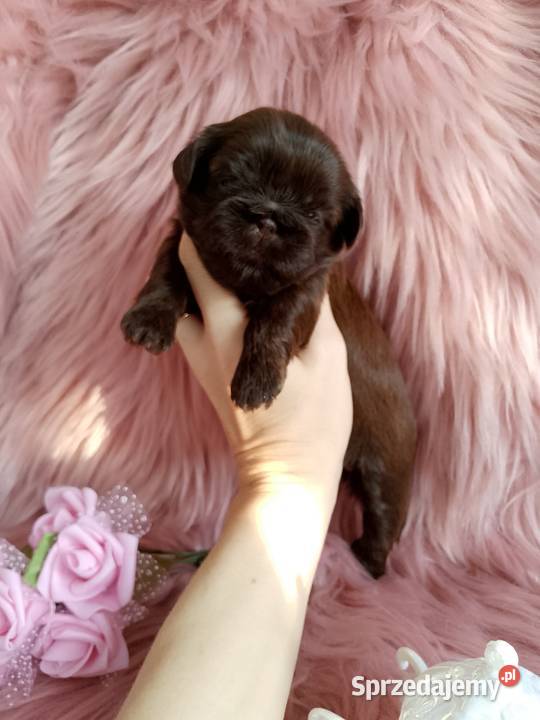 Czekoladowa suczka rasy ShihTzu Kluczbork sprzedam