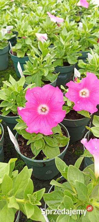 Supertunia Vista pelargonie Mikołów