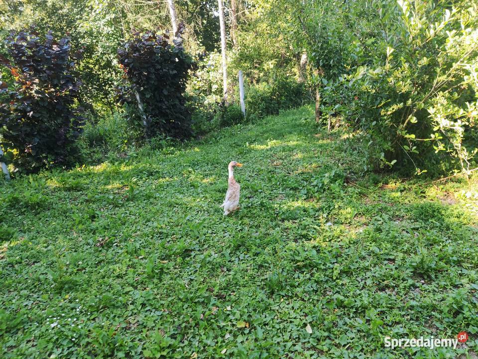 Biegus indyjski kaczuszki