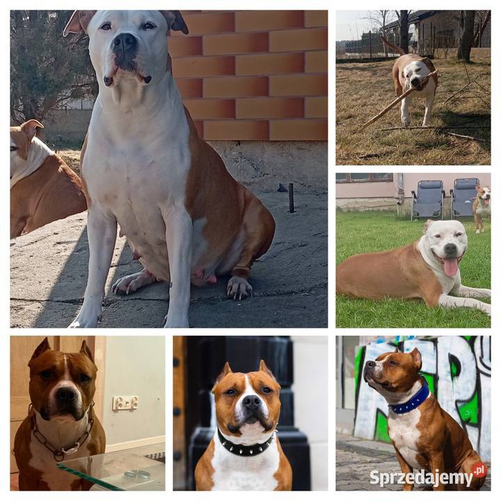 American Staffordshire Terrier Amstaff Sokoły sprzedam