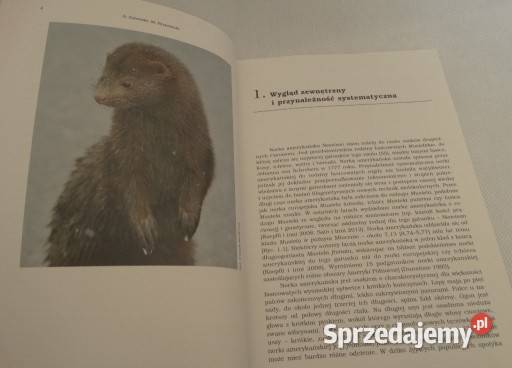 Norka amerykańska Biologia gatunku inwazyjnego Ostrowiec Świętokrzyski sprzedam