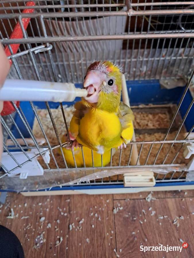 sprzedam papugi kozy ręcznie karmione Ptaki Wawrzeńczyce