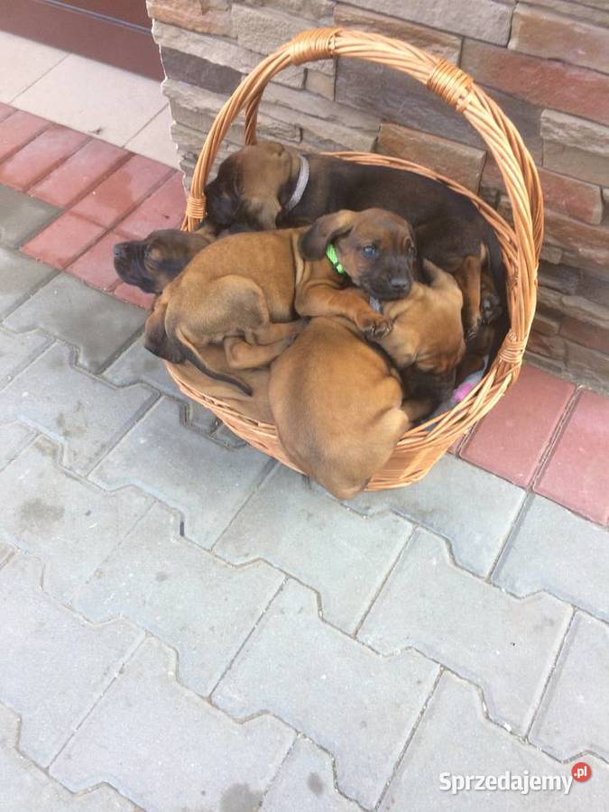 Posokowiec bawarski Jabłonka