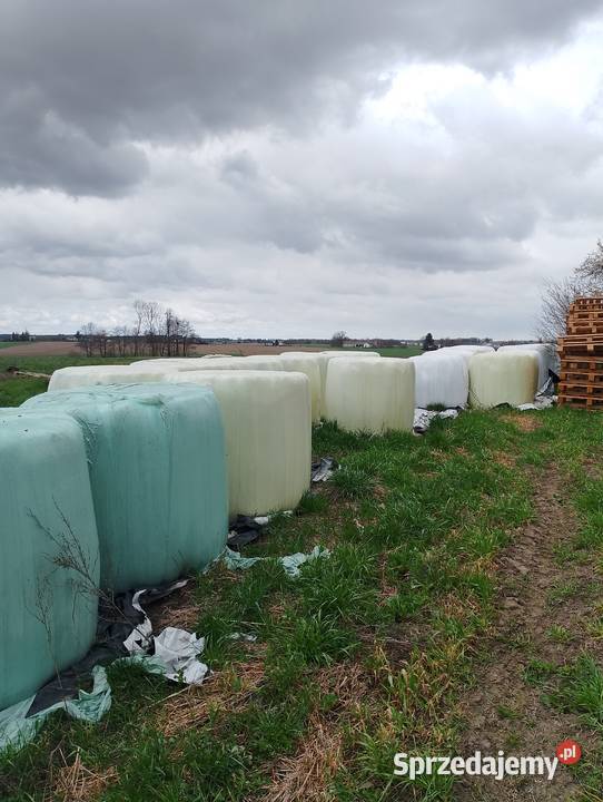 Sprzedam sianokiszonkę Świedziebnia