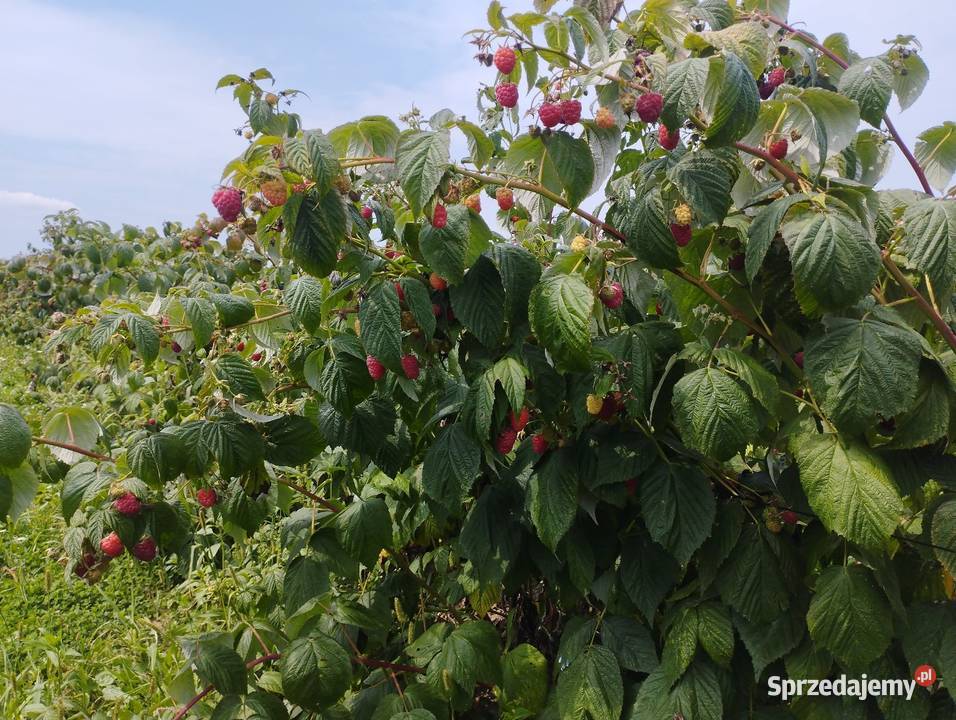 Sadzonki maliny jesiennej Pozostałe