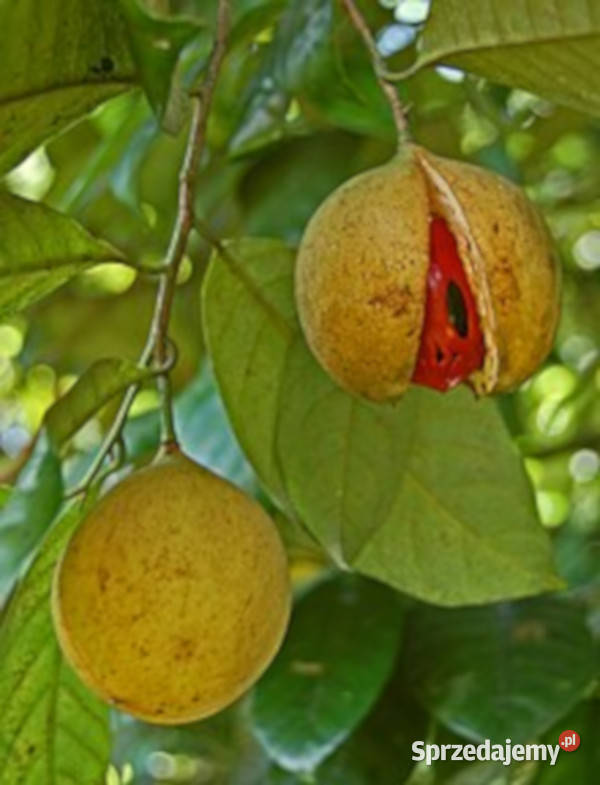MUSZKATOŁOWIEC KORZENNY Myristica fragrans Lubanie