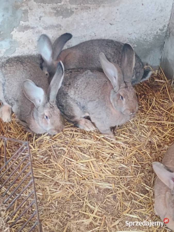 Króliki Suchożebry