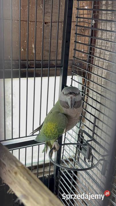 Alexandretta chińska z klatką