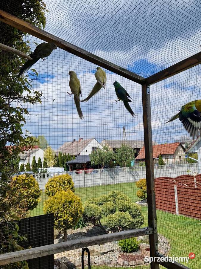 Sprzedam papugi opolskie Krasowa
