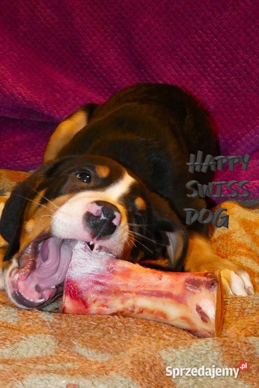 Duży Szwajcarski Pies Pasterski hodowla Katowice sprzedam