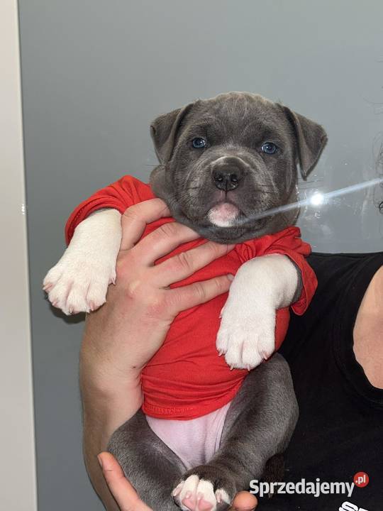 Amstaff LILIOWY PRZEBADANY Jedyny taki Dęblin sprzedam