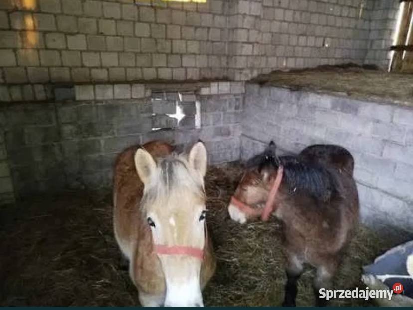 Sprzedam młodą klacz i ogierka Klwów sprzedam