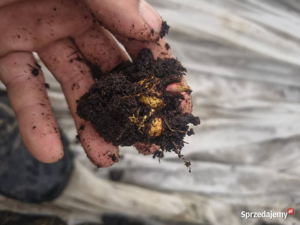 Sadzonki rabarbaru Majdan Ostrowski