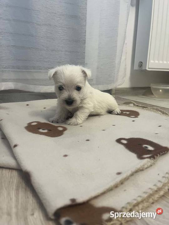 West Highland White Terrier pomorskie Ustka