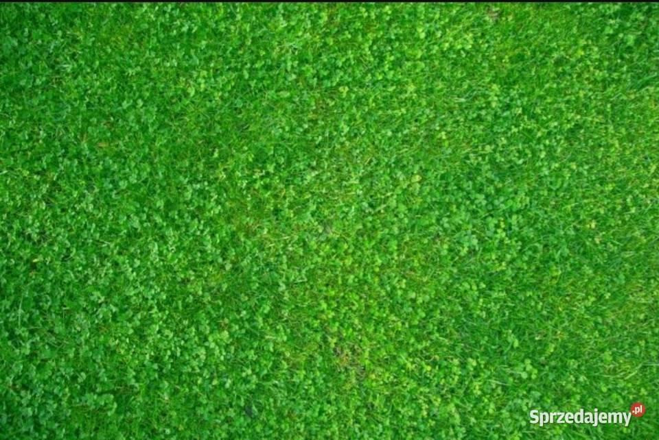 Zakladanie trawnika siew trawy mikrokoniczyny Janowiec