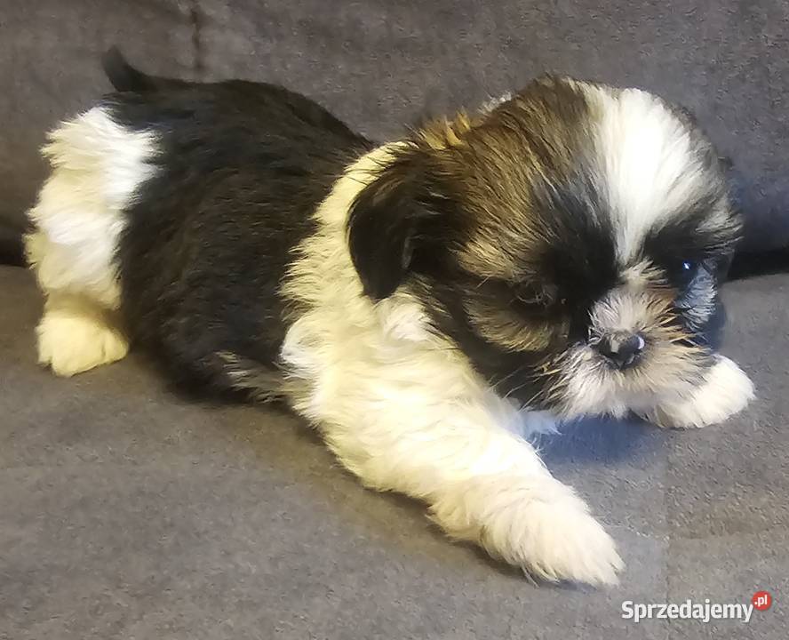 Shih Tzu dziewczynka Częstochowa