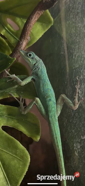 Anolis roquet summus macuba 22 Sosnowiec