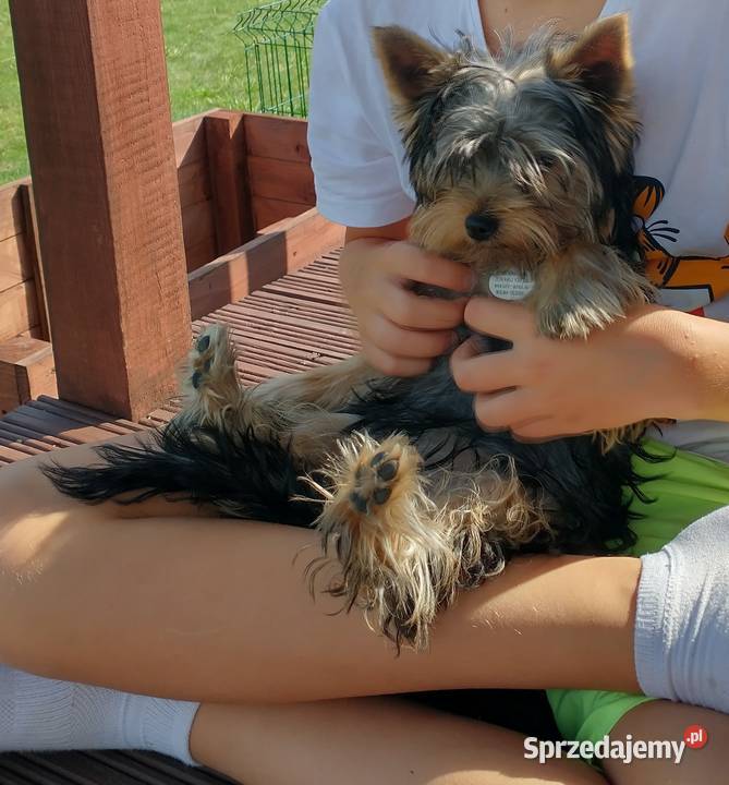 miesięczny york już samodzielny odchowany