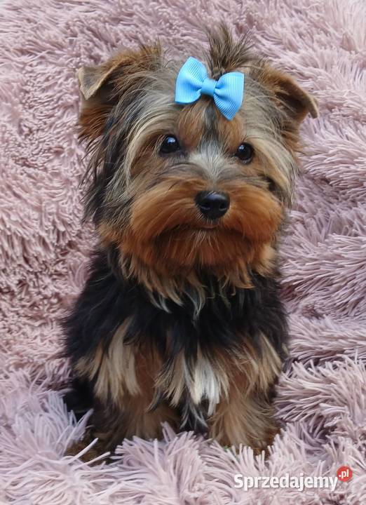 samiec york Yorkshire terier samczyk złoto York podkarpackie Rzeszów
