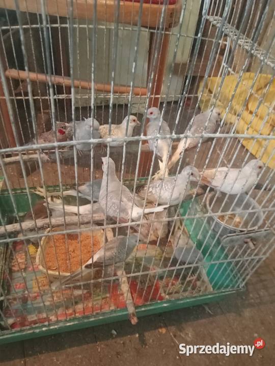 Gołąbki diamentowe małopolskie Igołomia