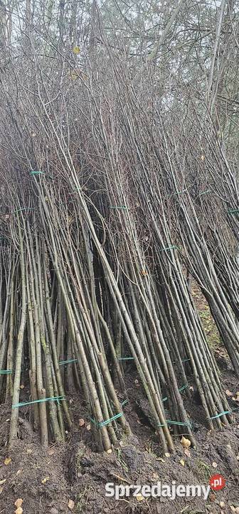 Lipa drobnolistna 68 tilia cordata Sadzonki lipy Wisznice