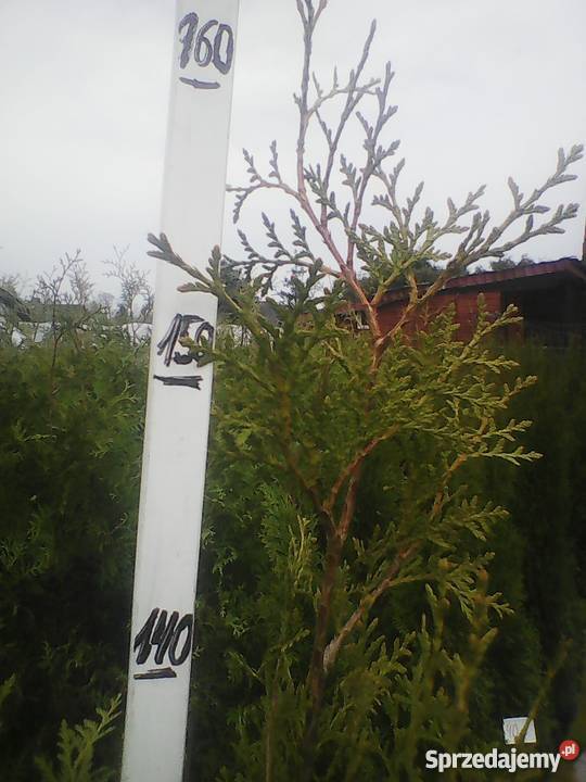 Tuja żywopłotowa brabant 110 160180 PRODUCENT dolnośląskie Zacharzyce sprzedam