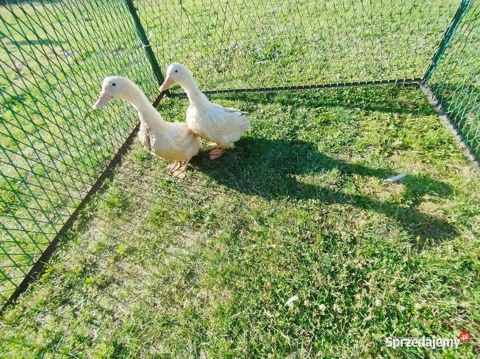 Kaczki para Pekin Szubin sprzedam