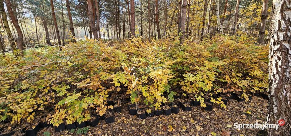 Buk pospolity w doniczkach fagus sylvatica duże Wisznice