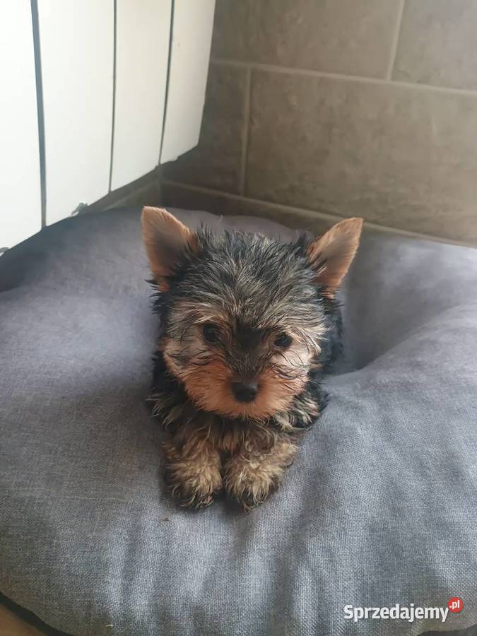 Yorkshire terrier mini piesek Radziejów