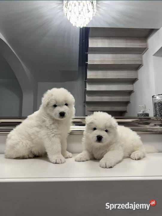 Szczeniaki Samoyed FCI Oleśnica