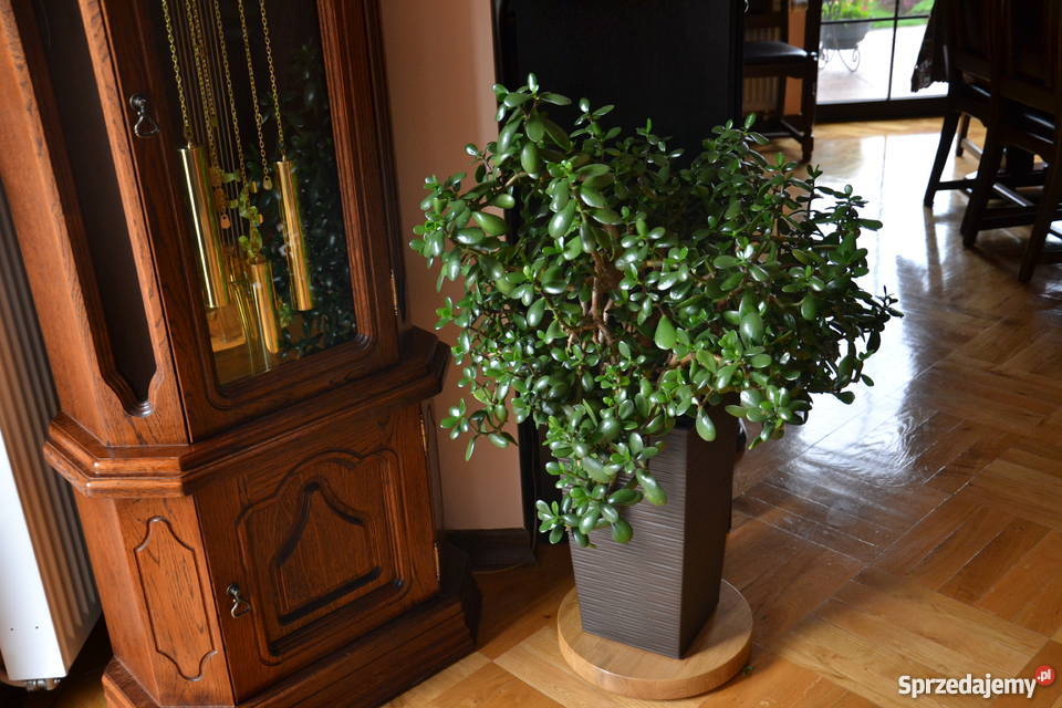 Drzewko szczęścia grubosz odcienie zieleni mazowieckie Warszawa