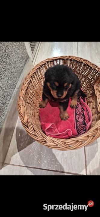 Rottwailer sprzedam