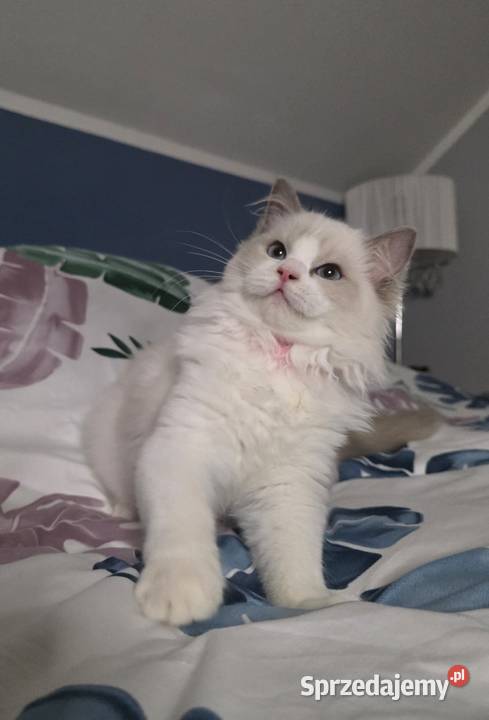 Urocza Lilly kotka hodowlana do hodowli FPL Fife wielkopolskie Uścikowo sprzedam