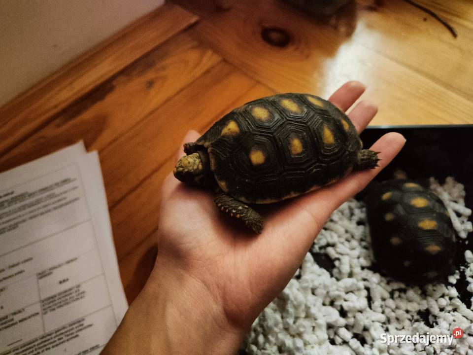 Żółw lądowy Żabuti czarny Geochelone carbonaria Zwierzęta dolnośląskie Wrocław