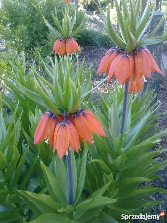 Sprzedam altanę na działce Bajecznej Szczecin sprzedam