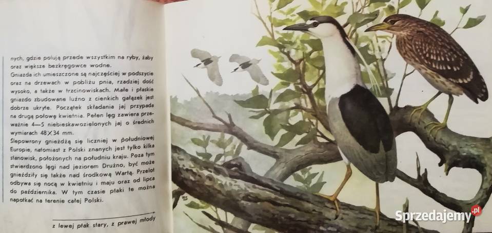 Ptaki chronione w Polsce Kraków