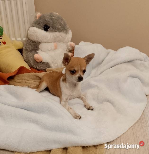 Chihuahua chłopiec komplet szczepień Szczucin
