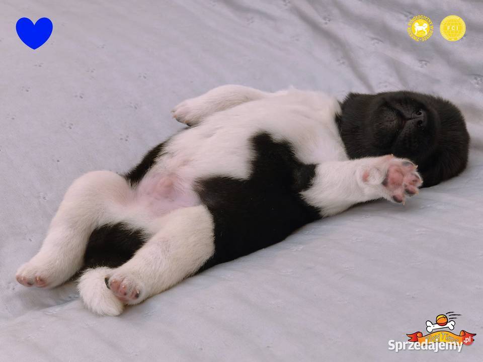 Szczenięta AKITA AMERYKAŃSKA sunia i samiec łódzkie Poddębice sprzedam