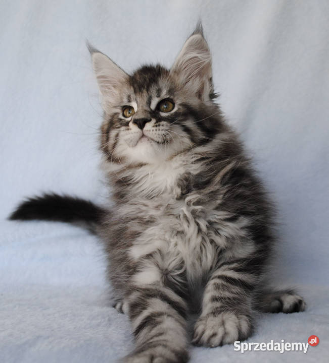 Piękny i duży kocurek maine coon Maine Coon Brzezia Łąka