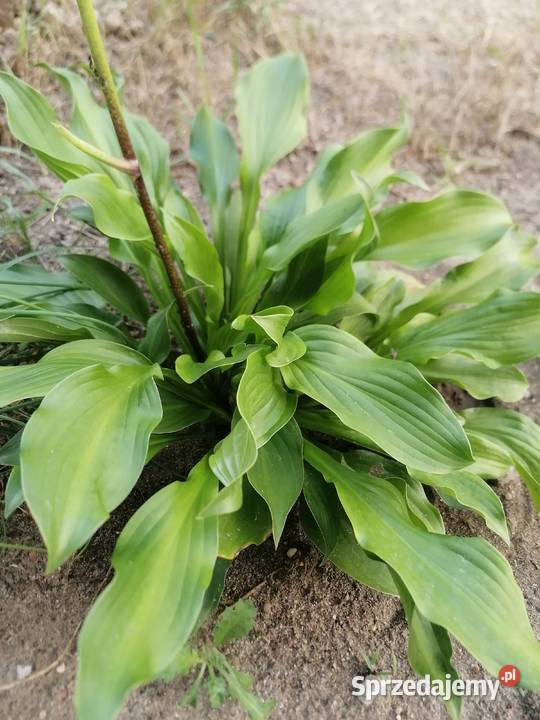 Funkiahosta jednobarwna roślina ogrodowa Łódź sprzedam