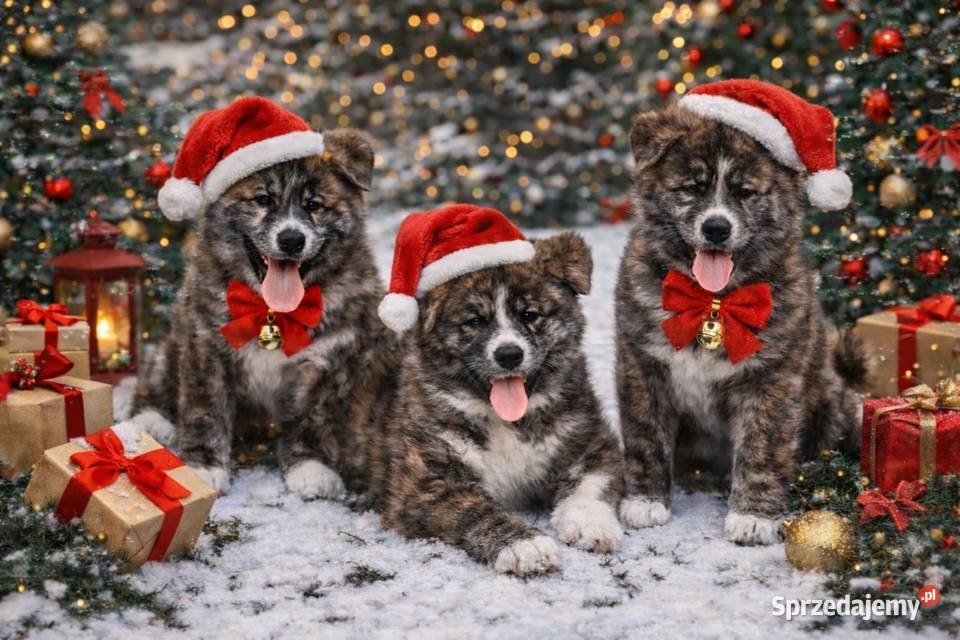 AKITA INU JAPOŃSKA ZKwPFCI szczeniak suczka Bełk sprzedam