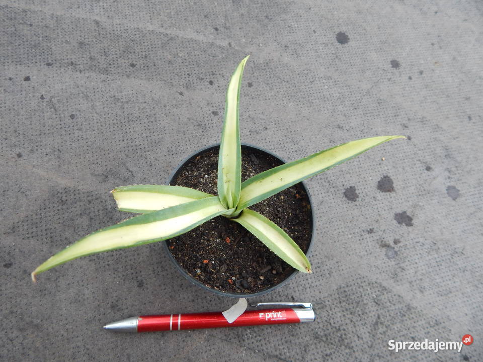 Unikatowa agawa kolekcjonerska Agave guiengola Kraków