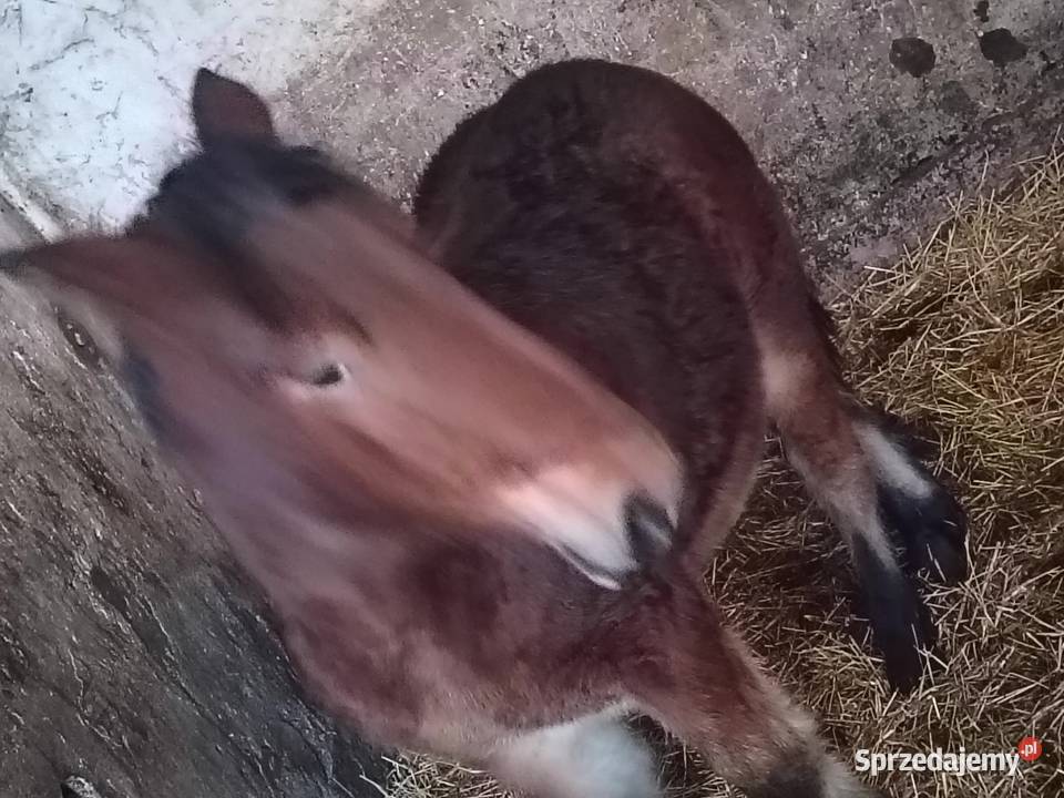 Źrebak 9 miesięczny Zimnokrwisty Maści Ciemny mazowieckie Radom sprzedam