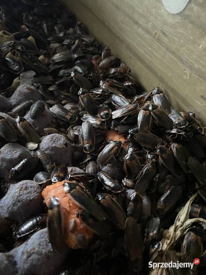 Karaczany argentyńskie 254 100 Skawina