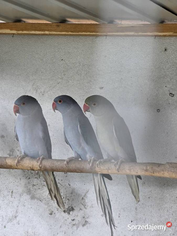 Papugi sprzedam Proszowice
