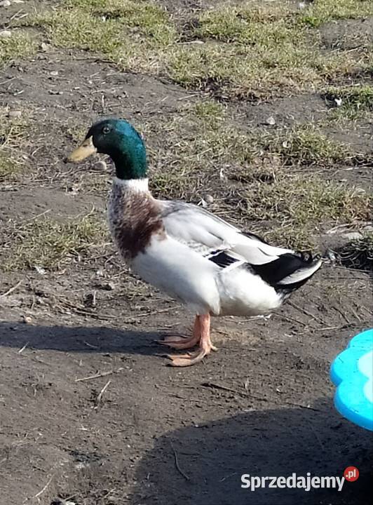 Kaczor staropolski 2025r łódzkie Dąbrowice