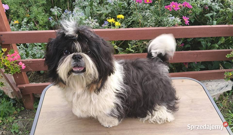 Shih tzu piesek FCI Wałbrzych